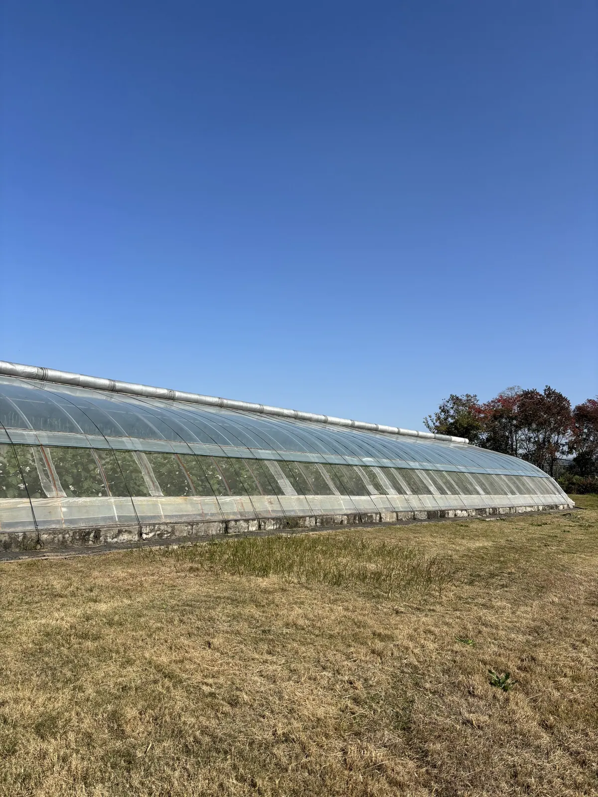 北方日光温室反季节生产园区